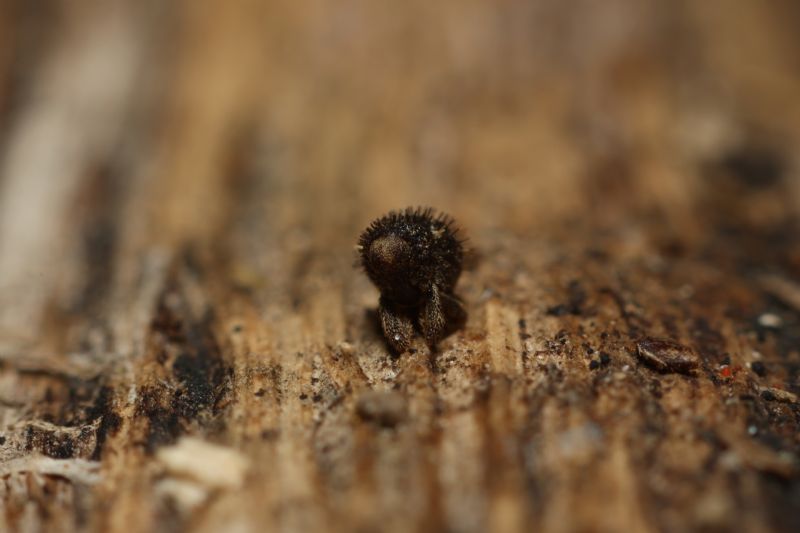 Curculionidae: Echinodera capiomonti